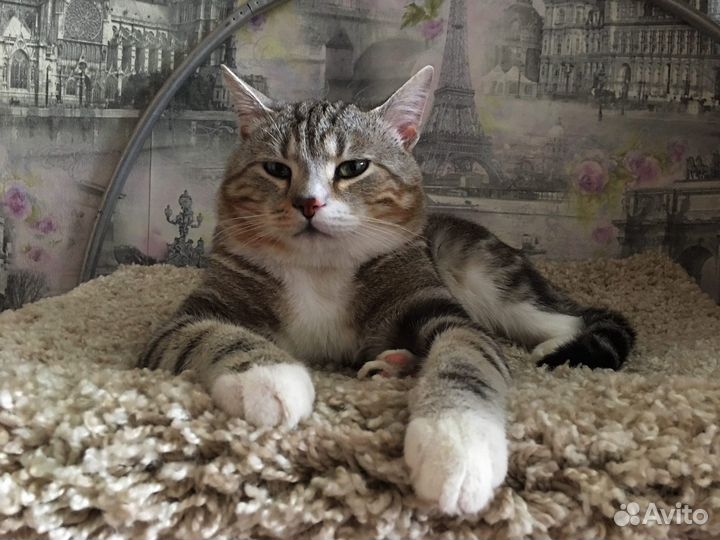 Британский кот