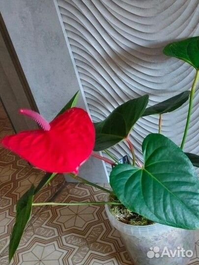 Антуриумы из домашней коллекции