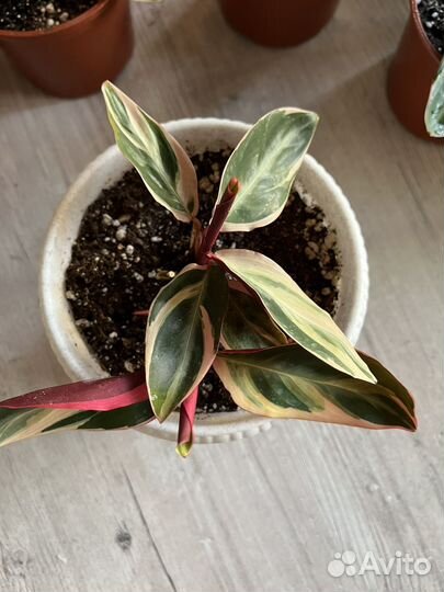 Строманта триколор