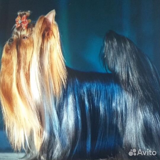 Йоркширский терьер щенки