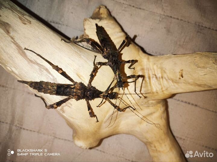 Яйца палочников разных видов