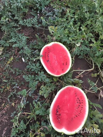 Арбуз 1 сбор