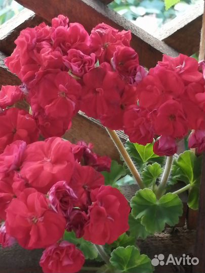 Пеларгонии сортовые