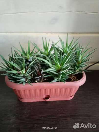 Комнатные растения