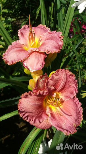 Лилейники сортовые