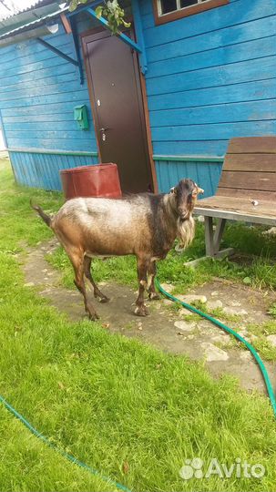 Козел на вязку