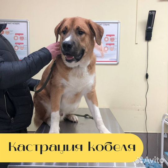 Ветеринарная помощь. Врач с выездом на дом