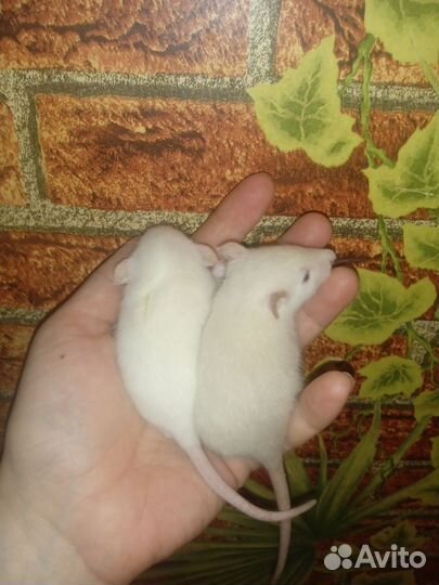 Крысы Дамбо,ручные