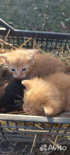 Котята в добрые руки