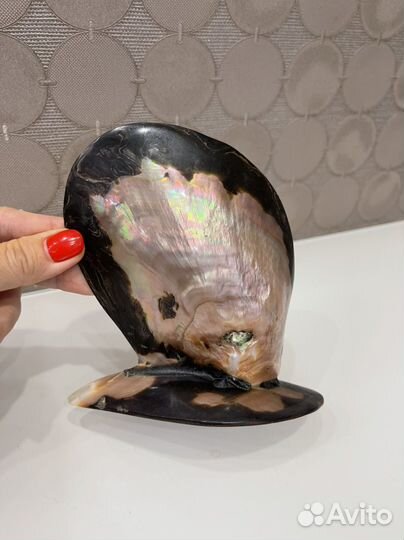 Жемчужина в раковине из Зимбабве