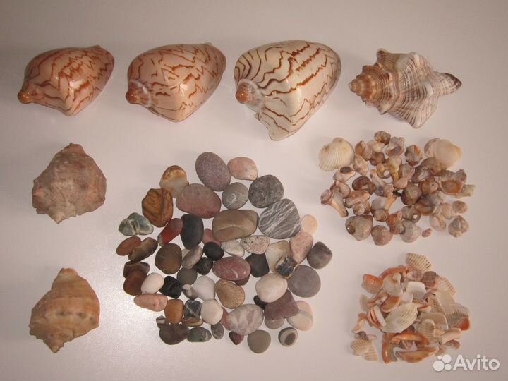 Морские ракушки и камешки