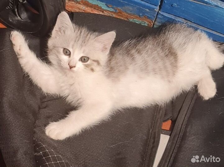 Котята отдам в добрые руки бесплатно