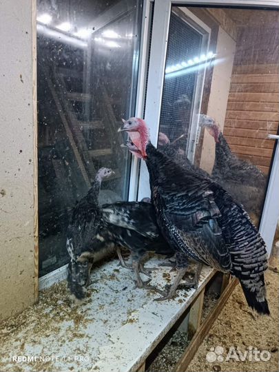 Индюк Северо-Кавкавская бронза