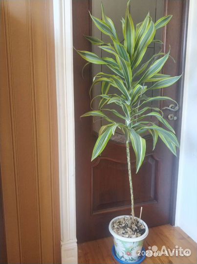 Драцена пальма