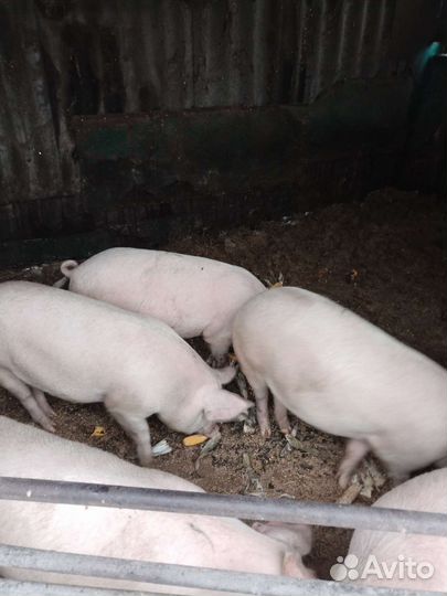 Свинина домашняя