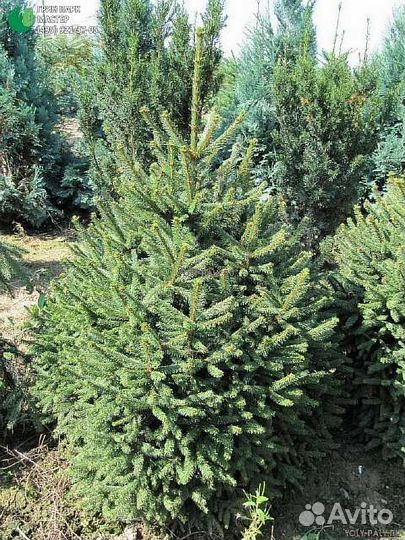 Ель обыкновенная 