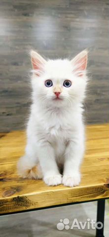 Невская маскарадная - котята объявление продам