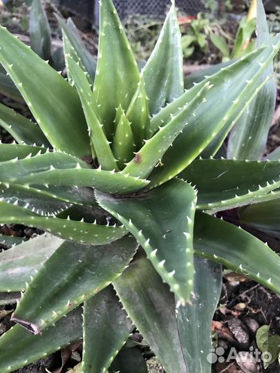 Продам цветы комнатные