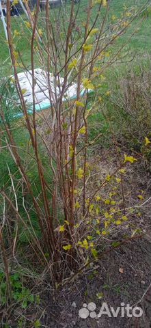 Пузыреплодник, калина бульдонеж, спирея белая