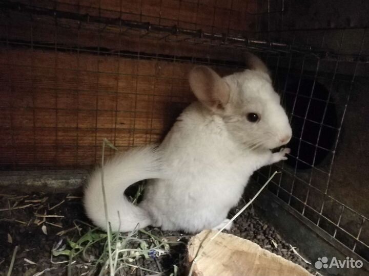 Шиншиллы