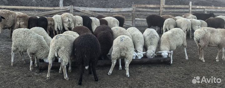 Ягнята баранчики