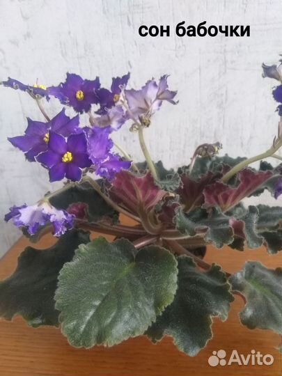 Сортовые фиалки цветущие