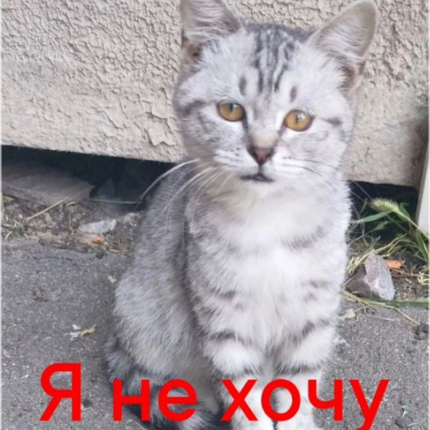 Котёнок на улице