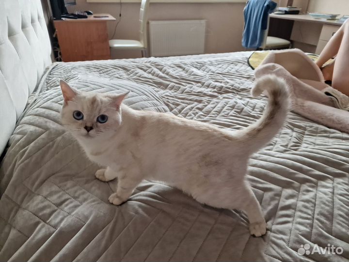 Кошка британка ищет кота