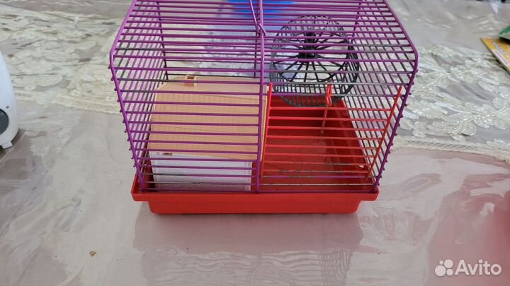 Джунгарские хомяки