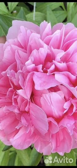 Корни сортовых пионов