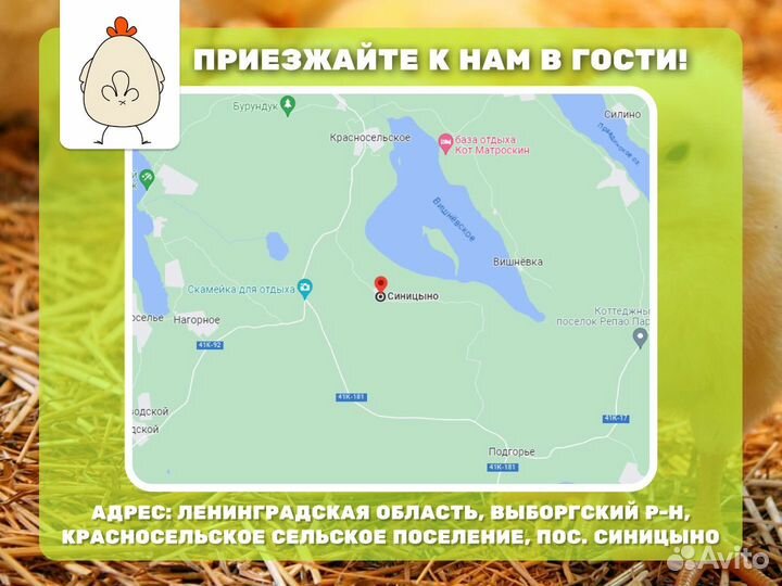 Подрощенные цыплята бройлера