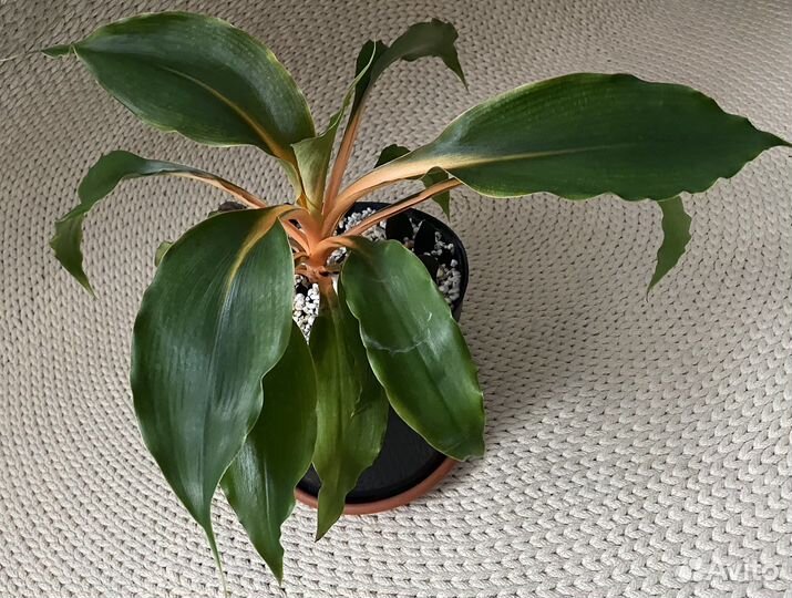 Хлорофитум Оранж грин