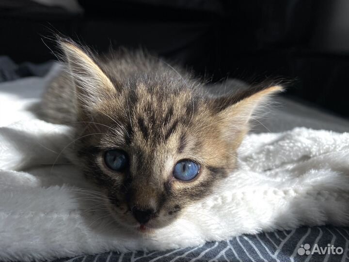 Котенок мальчик до 2х мес