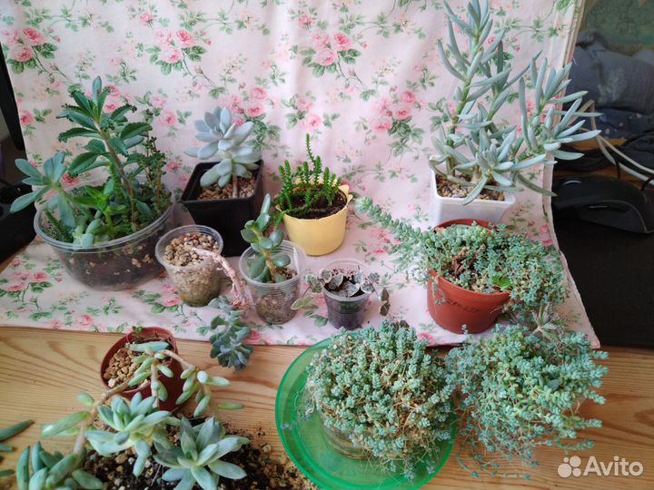 Суккуленты