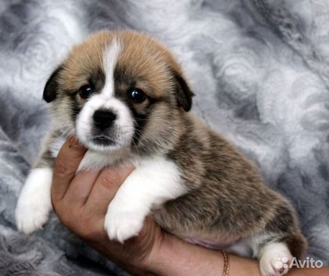 Вельш Корги Пемброк щенки мальчики