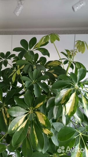 Цветок шефлера