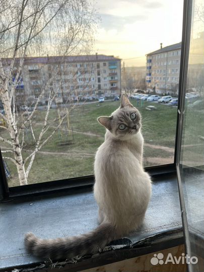 Сиамская кошка