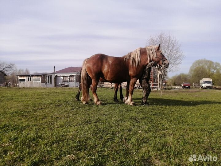 Продам Совецкую кобылу