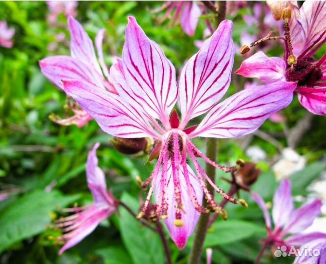 Ясенец -Неопалимая Купина