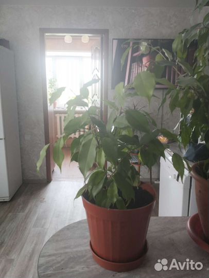 Фикус бенджамина