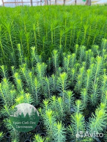 Сеянцы зкс Сосна окс Ель Лиственница Горная