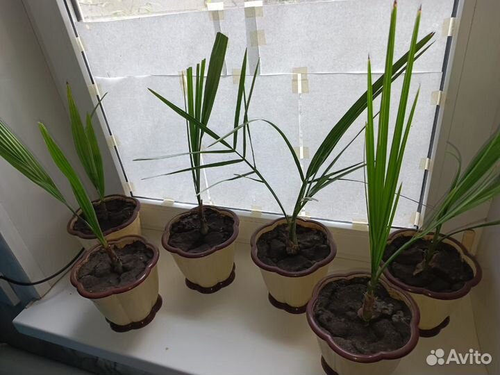 Финиковая пальма