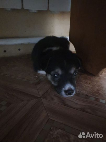 Собака в добрые руки отдам бесплатно