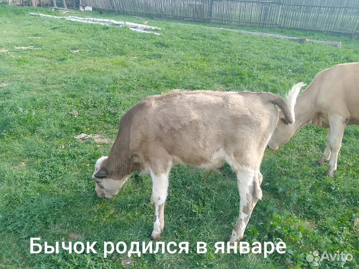 Овцы бараны ягнята,крс