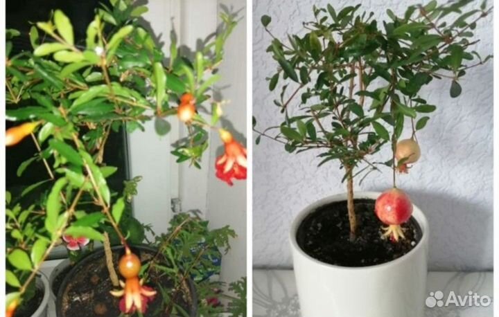 Гранат Нана