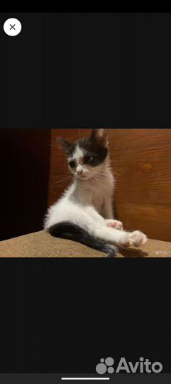 Котенок (девочка)