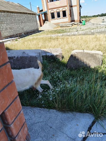 Козы дойные