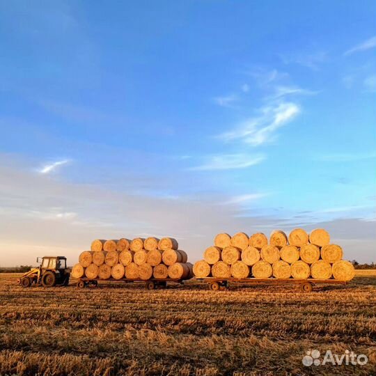 Продам сено в рулонах