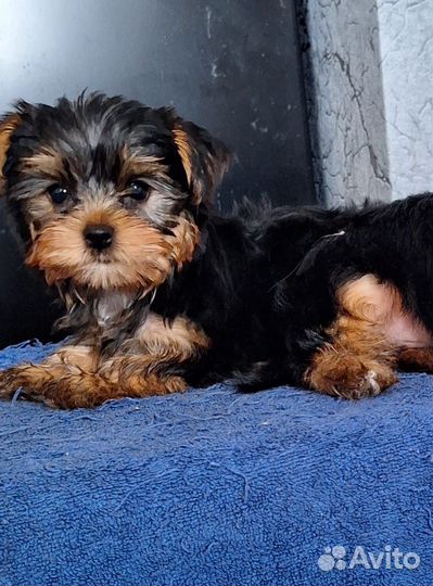 Йоркширский терьер