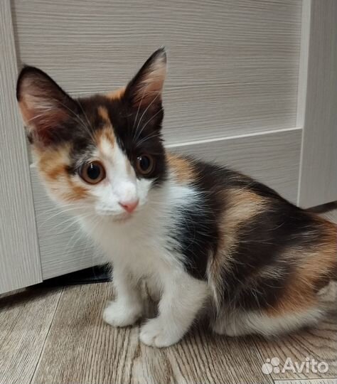 Котенок в добрые руки